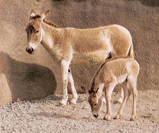 Onager-mare-foal
