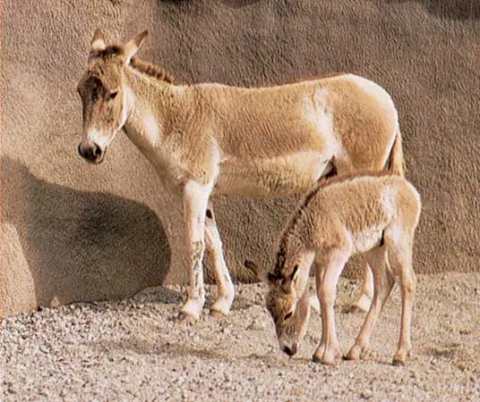 Onager-mare-foal