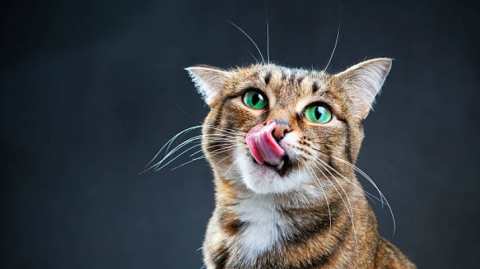 cat7