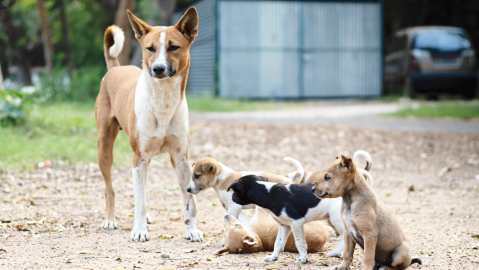 1606517654_5fc1839694b0e_dogs