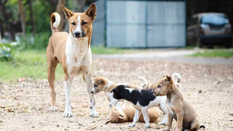 1606517654_5fc1839694b0e_dogs