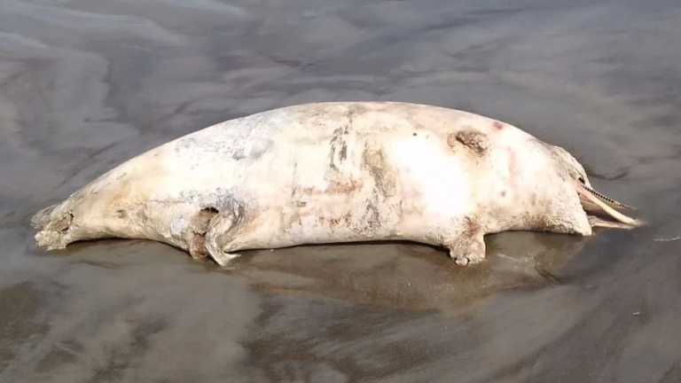 সমুদ্রসৈকতে ভেসে এলো ৬ ফুটের মৃত ডলফিন