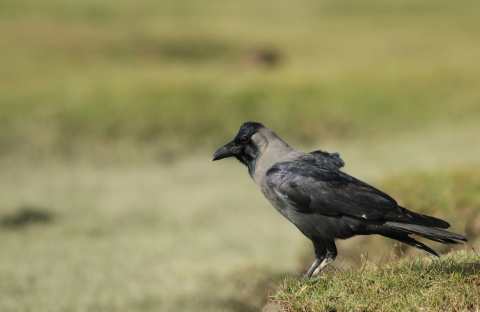 house_crow_2_0