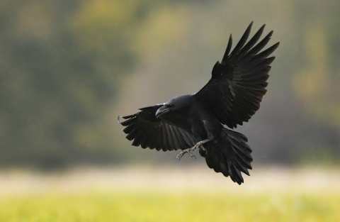 images (10)
