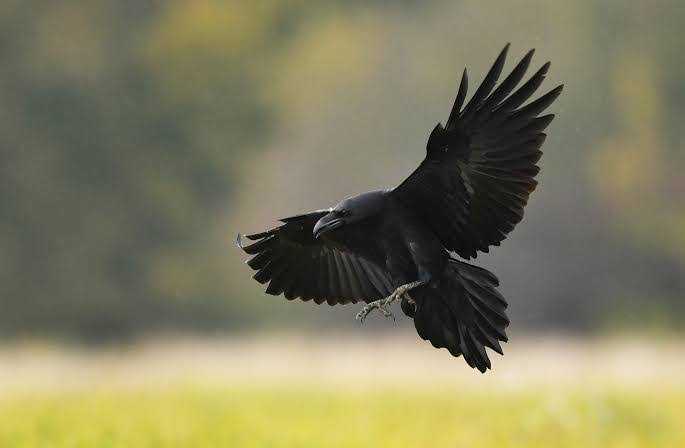 images (10)