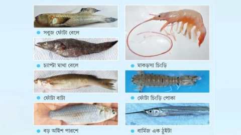 DNA-of-fish-28d451-720×405