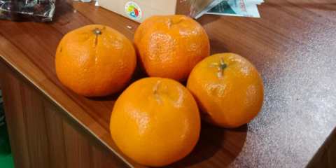 Orange-1791456254