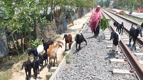 রাশিদার স্বাবলম্বী হওয়ার লড়াই