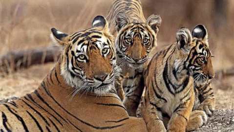bengal-tiger-2-20210625184524
