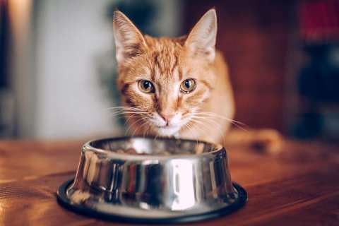 orange-cat-at-bowl-937809006-2000-a3da45e179ba4b72833d00d39d99842e