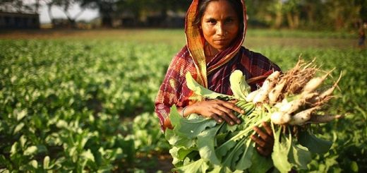কৃষিতে নারীর অবদান থাকলেও স্বীকৃতি নেই