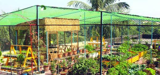 ছাদবাগান, মাথার উপর একচিলতে ছাদ