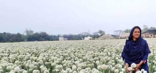 সফল কৃষক সাহিদা বেগম