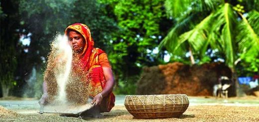 কৃষিতে অবদান থাকা সত্ত্বেও মজুরি পান মাত্র ১৫ ভাগ নারী!