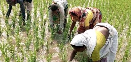 সৈয়দপুর প্রাধান্য পাচ্ছে নারী শ্রমিকরা!