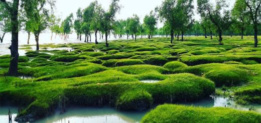 ঘুরে আসুন গুলিয়াখালী সমুদ্র সৈকত!
