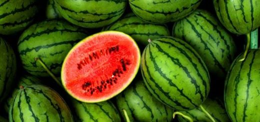 ভালো তরমুজ চিনবেন যেভাবে