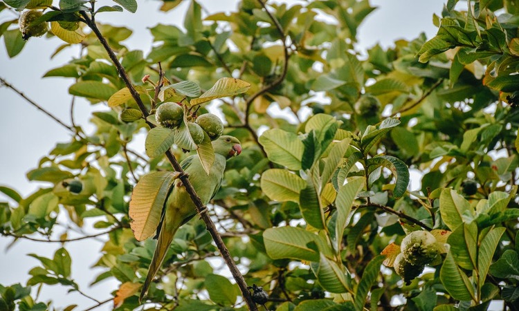 পেয়ারা পাতার জাদুকরী গুণাগুণ