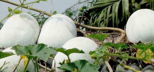 চাল কুমড়ার উপকারিতা 