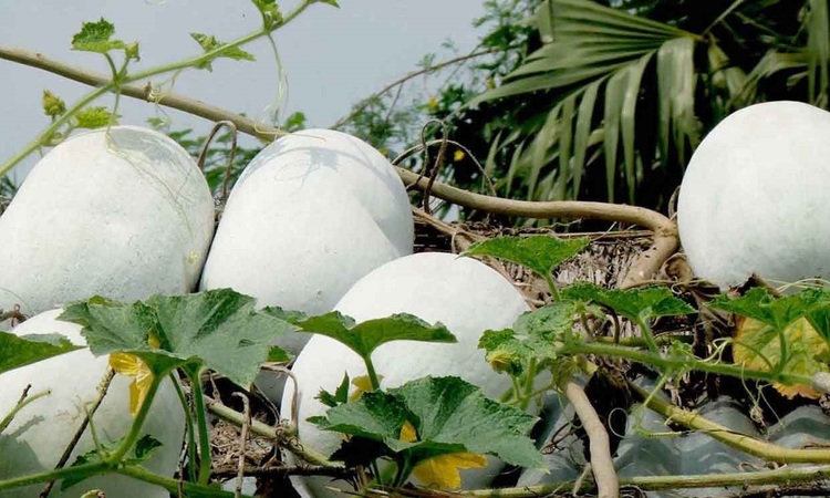 চাল কুমড়ার উপকারিতা