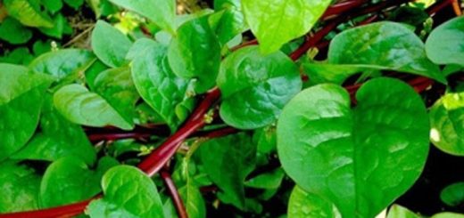 পুঁইশাকের উপকারিতা 