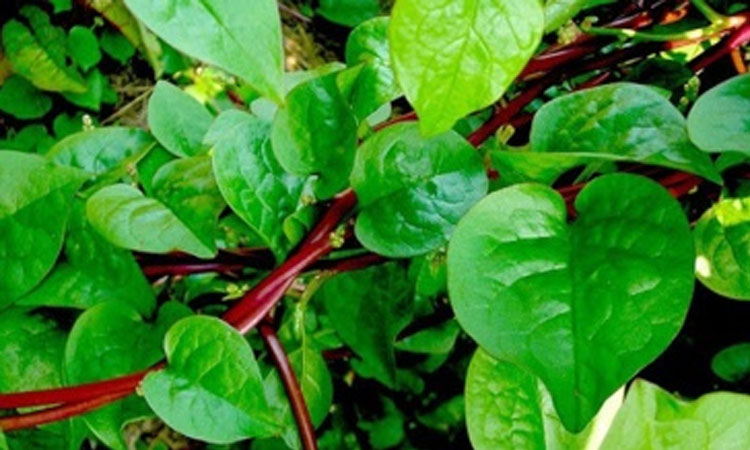 পুঁইশাকের উপকারিতা