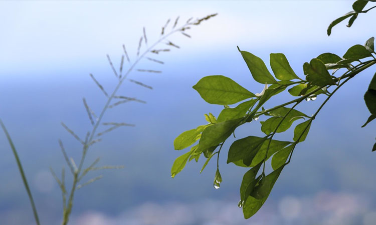 বৃষ্টি ভেজা সকাল