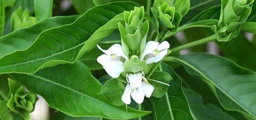 ভেষজ গুণসম্পন্ন বাসকের উপকারিতা 