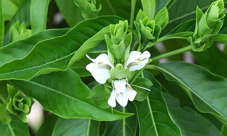ভেষজ গুণসম্পন্ন বাসকের উপকারিতা