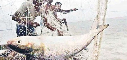 ইলিশ ধরা শুরু
