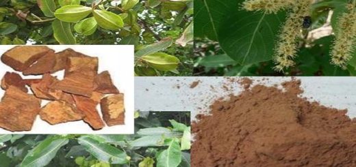 অর্জুন গাছের ছালের উপকারিতা