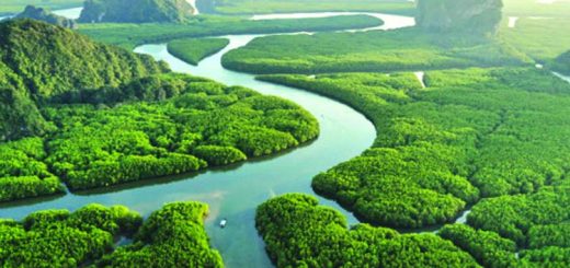 রহস্যে ভরা এক বনের নাম আমাজন 