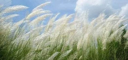 শরৎ এলো