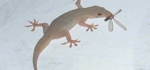টিকটিকির উপদ্রব কমবে ঘরোয়া উপায়ে