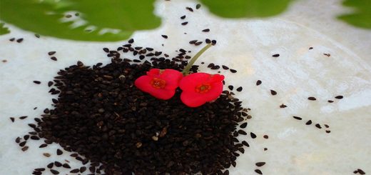 কালোজিরায় চুল ও ত্বকের যত্ন
