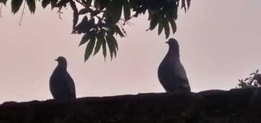 অভিমান