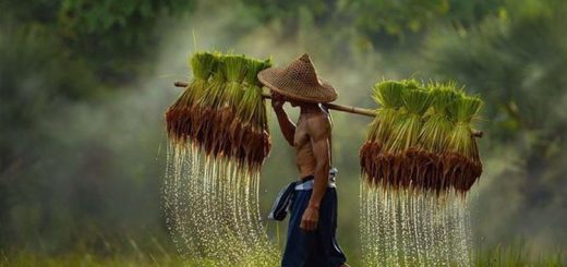 সোনার ছেলে