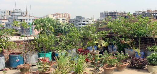 বর্ষাকালের গাছের যত্ন