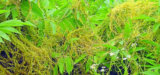 পরজীবী