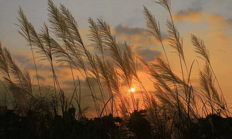 বিদায় শরত