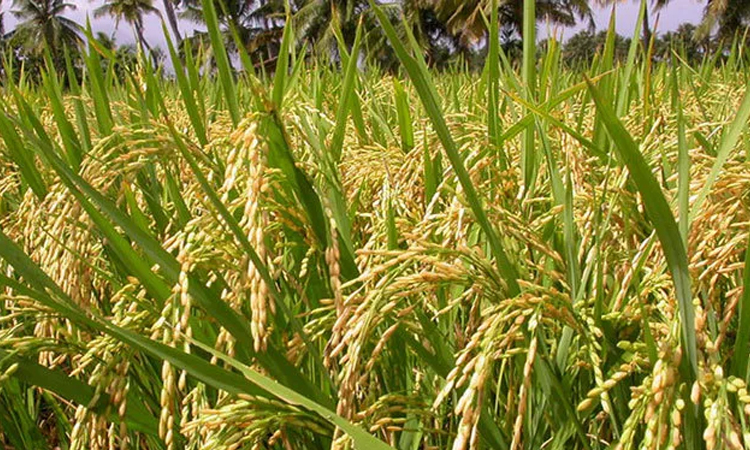 হেমন্তকাল