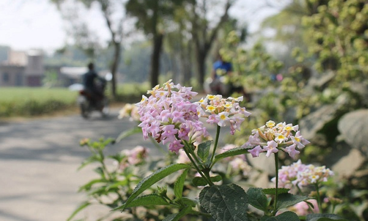 পথের ধারের ফুল