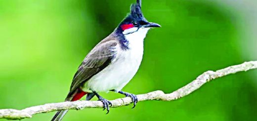 বুলবুলিটার বিয়ে