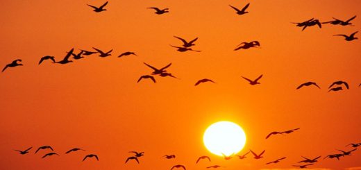 পাখির নীড়ে নবান্ন