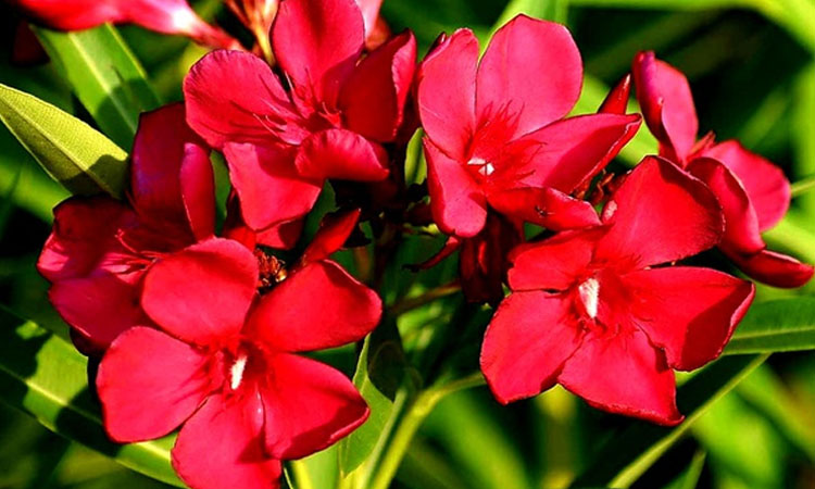 রক্তকরবী