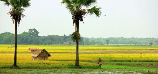 চোখ জুড়ে যায়