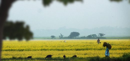 শিকড়ের টানে
