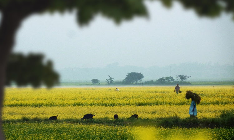 শিকড়ের টানে