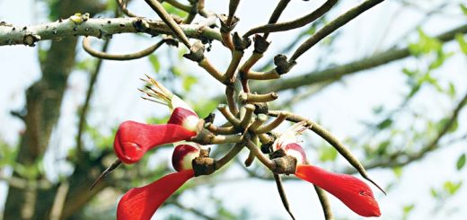 কাঁটা
