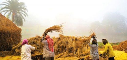 হেমন্তে নবান্নে 